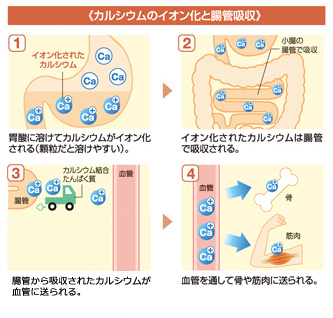 http://www.calcium-kazoku.jp/labo-044-01.jpg