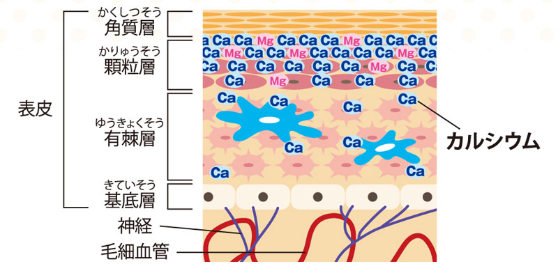 http://www.calcium-kazoku.jp/labo052-01.jpg